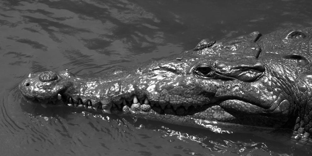 Costa Rica Tours, Crocodile Tours Jaco, Crocodile Tours Costa Rica, Costa Rica Jaco Tours, Photoshoot, Photography Jaco, Photography Costa Rica, Photographer Jaco, Photographer Costa Rica